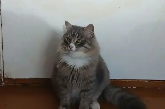 Кошки потеряшки, Баймак, фото: Потеряшка кошка, ул. Файзи, Баймак