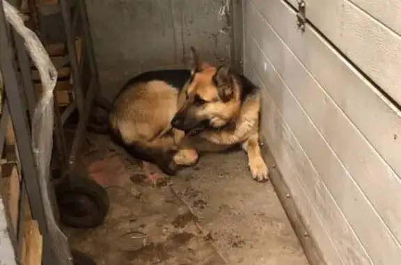 Найдена собака, Нижний Новгород, фото: Собака найдена: пр. Октября, 25, Н. Новгород