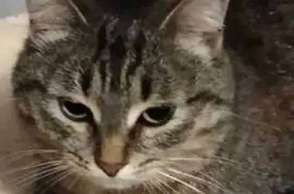 Пропала кошка, пр. Мира 52, Нижнекамск