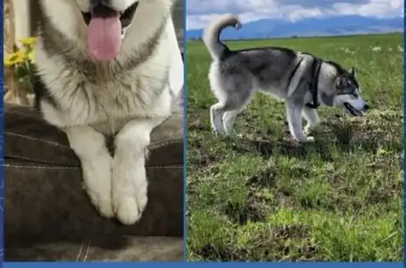 Пропала собака, Саяногорск, Майна ГЭС