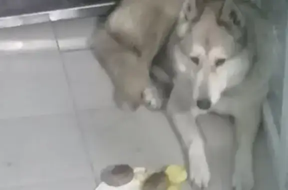 Найдена собака, Ставрополь, фото: Собака найдена, ул. Серова, Ставрополь