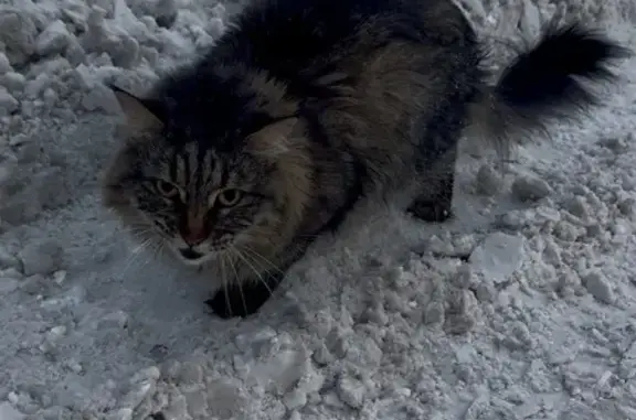 Найдена кошка, Красноярск, фото: Кошка найдена: Лесная ул., 43А, Красноярск
