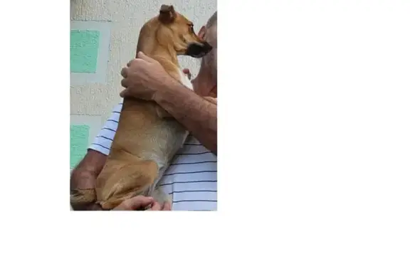 Пропала собака на Красной, 73, Раевская