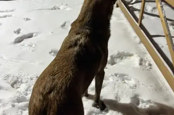 Найдена собака, Балашиха, фото: Малинуа найдена: Косинское шоссе, 7, Балашиха