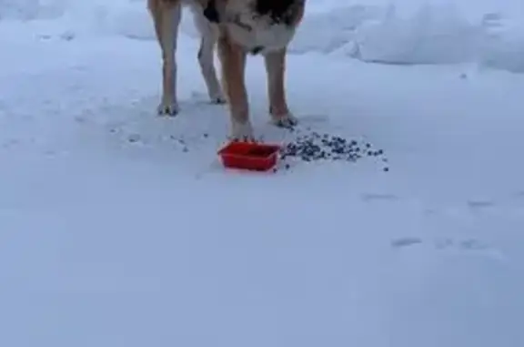 Найдена собака, Костино, фото: Найден рыжий алабай в Костино, МО