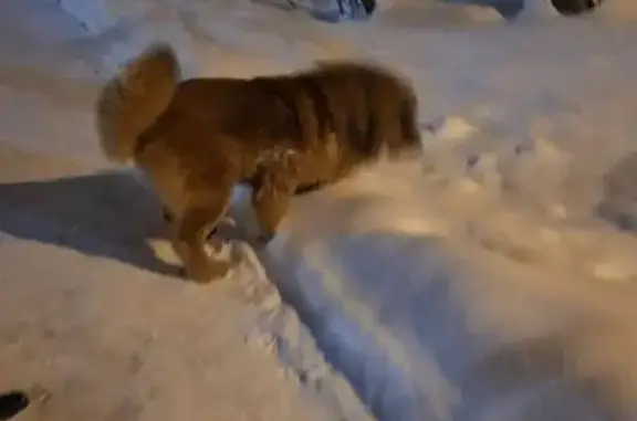 Найдена собака, Пермь, фото: Найдена собака на Хабаровской 151, Пермь