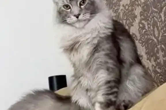 Пропал мейн-кун, переулок Гоголя, Вологда