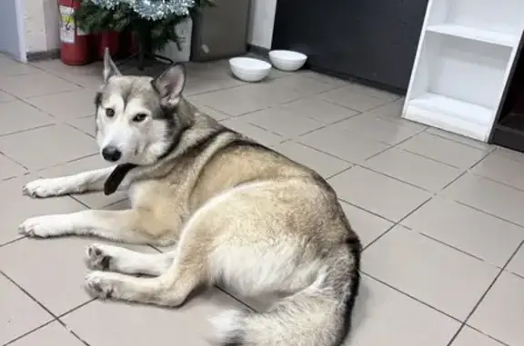 Найдена собака, Санкт-Петербург, фото: Собака найдена у дома 63, ул. Народная