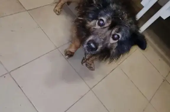 Найдена собака у Ж/Д Больницы, Оренбург