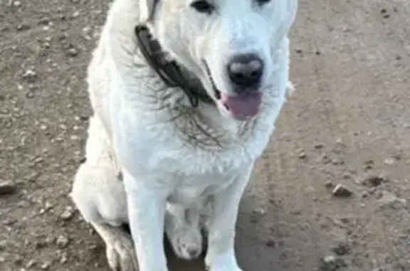 Пропала собака, 46К-9131, МО