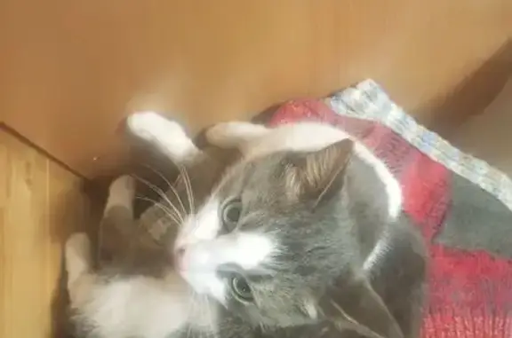 Найдена кошка, Ивняковское, фото: Найдена кошка, Ивняковское с/п, Ярославль