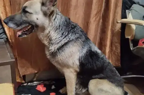 Найдена собака, Саратов, фото: Саратов: найдена собака, Новоузенская ул.