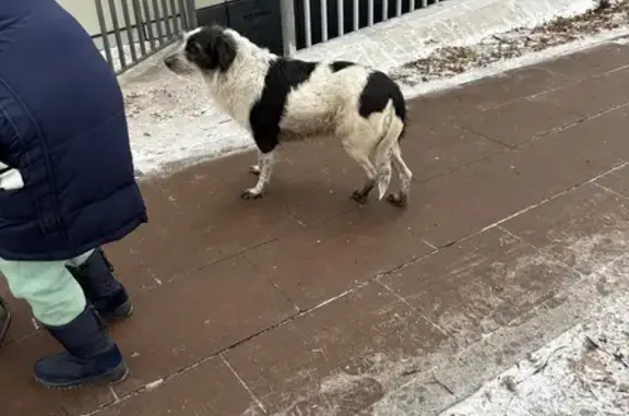 Пропала собака, Кустанайская ул. 7 к2