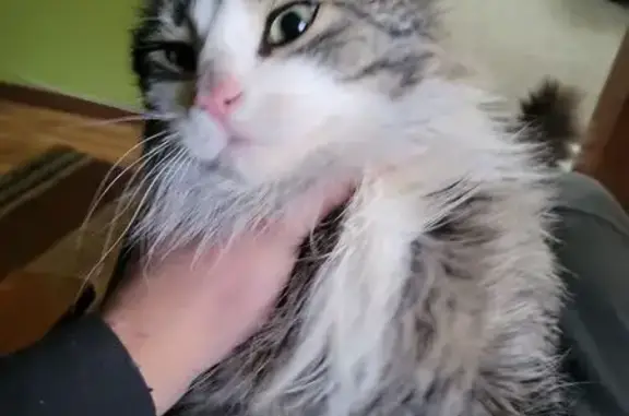 Кошка найдена: Нижний Тагил, Свердловская обл.