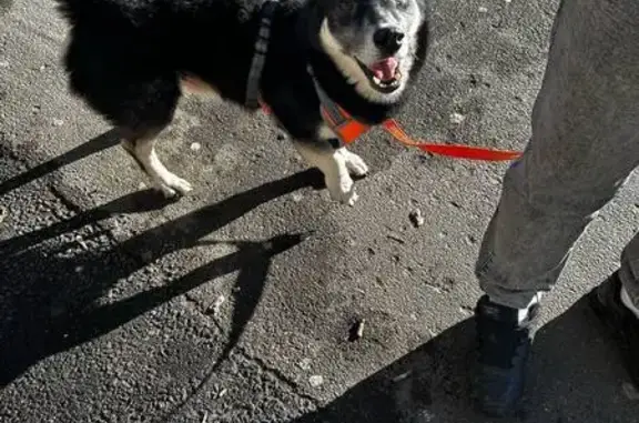 Пропала собака, ул. Голубятникова, Казань