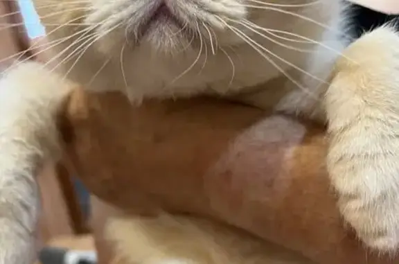 Найдена кошка, Астрахань, фото: Бежево-белая кошка найдена, Энергетическая 11 к3