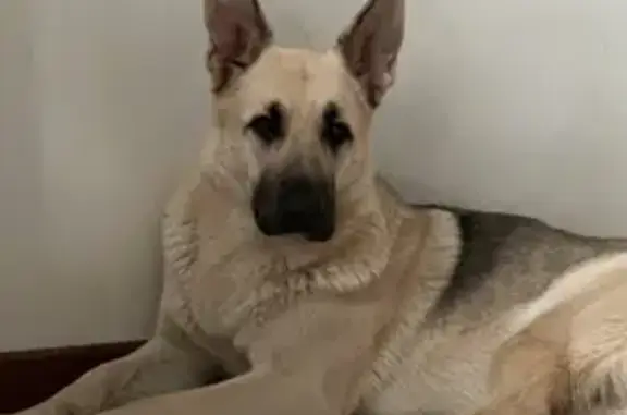 Пропала собака, Татарское МО, лес.