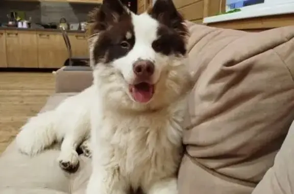 Пропала собака в Плесецке, Архангельская обл.