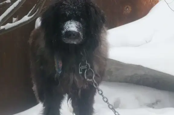 Пропала собака, ул. Добролюбова 41, Тула