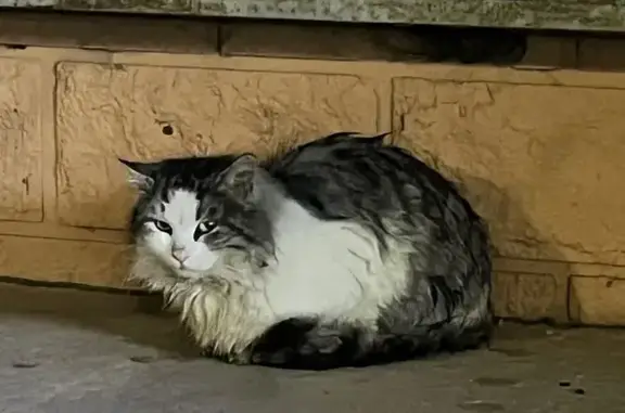 Найдена кошка, Краснодар, фото: Кошка найдена на пр. Знаменского, Краснодар