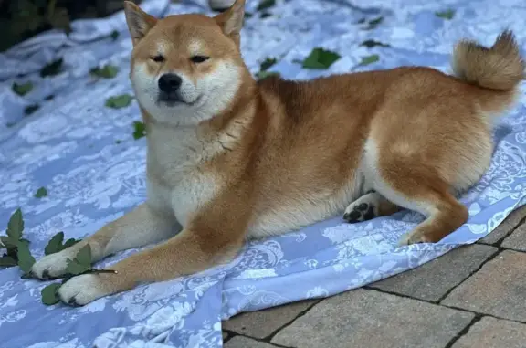 Пропала собака, 2-й Кустанайский, 2, Пенза