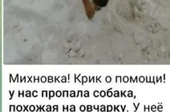 Пропала собака, Михновка, Смоленская обл.