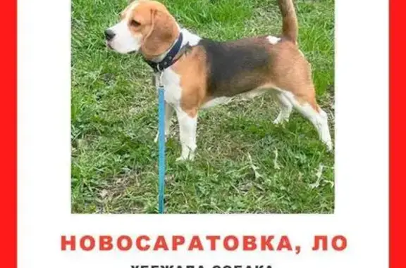 Пропала собака, Новосаратовская 165/9