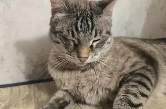 Найдена кошка, Казань, фото: Кошка найдена: ул. Латышских Стрелков, 33