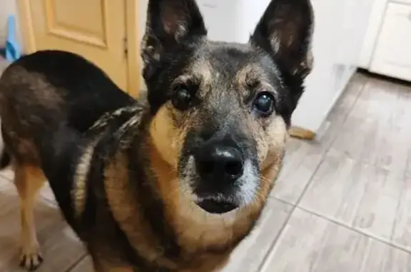 Пропала собака, Центральная ул. 40, Цвелодубово