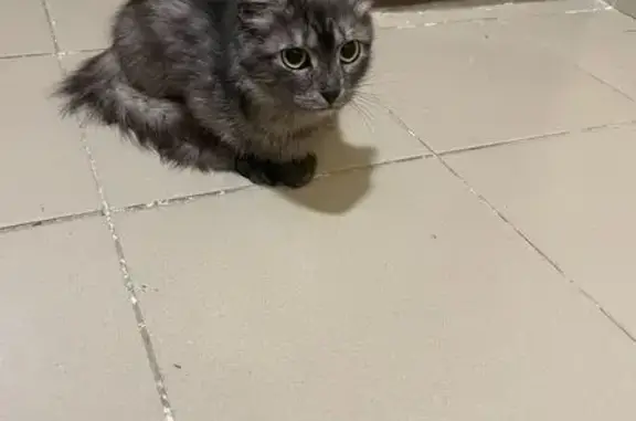 Найдена кошка, Медведево, фото: Кошка найдена: ул. Медведево, 59