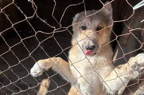 Пропала светлая собака, Урюм, Татарстан