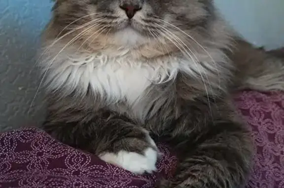 Пропала кошка, Новосергиевская 3, СПб