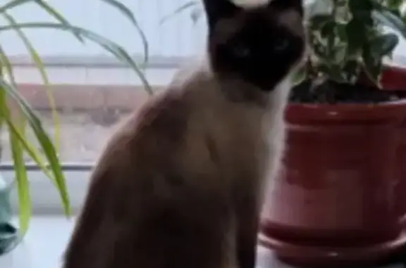 Пропала сиамская кошка, ул. Орджоникидзе