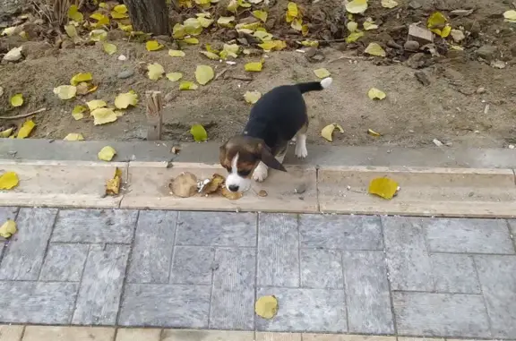 Пропал щенок бигль, Староастраханская, 95