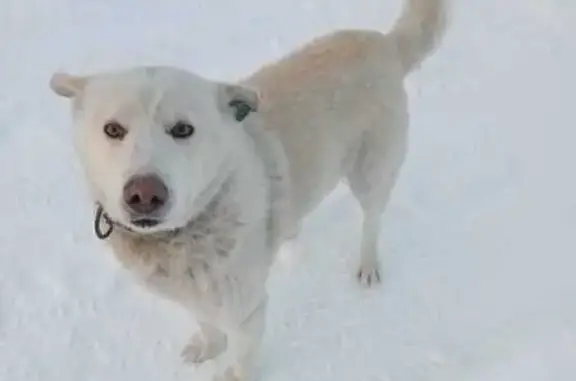 Найдена собака, Омск, фото: Найдена собака, ул. 22 Апреля, Омск