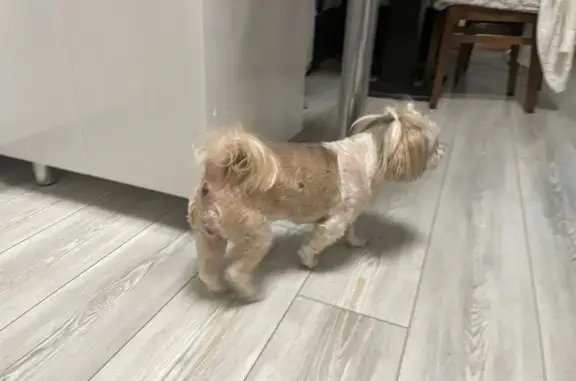 Найдена собака, Йошкар-Ола, фото: Собака найдена: ул. З. Космодемьянской, 128