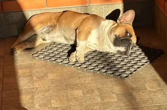 Пропал бульдог, Школьная 370, Майкоп