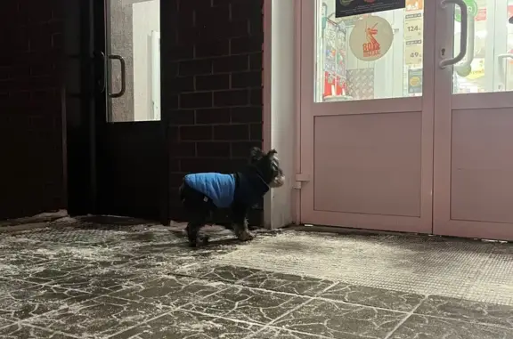 Найдена собака, Липецк, фото: Собака в костюме у Пятёрочки, Бунина 3