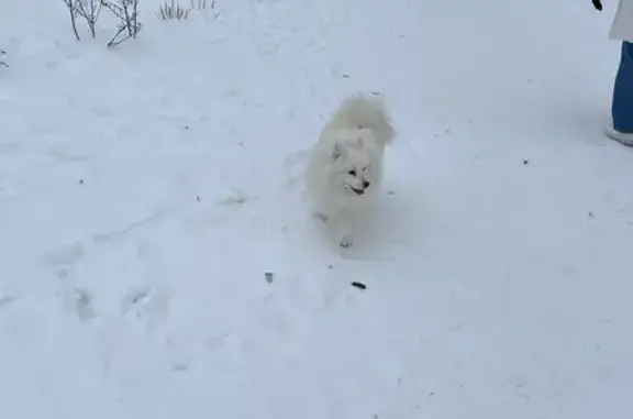Найдена собака, Верхняя Пышма, фото: Собака найдена на Красноармейской, 15