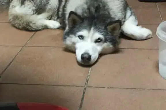 Найдена собака, Пенза, фото: Хаски найдена на ул. Карпинского, Пенза