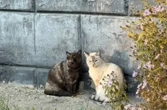 Пропала кошка, ул. Кочубея, Берёзовский