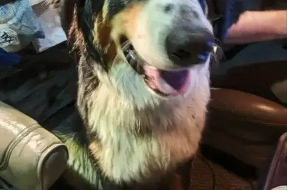 Найдена собака, Богородский городской округ, фото: Собака найдена, Ильинское ш. 25.12.2025