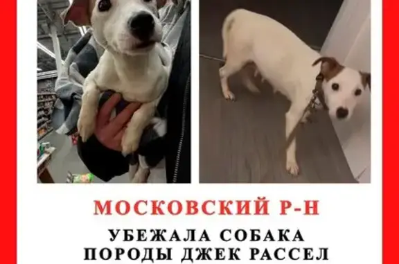 Пропала собака на КАД, Санкт-Петербург