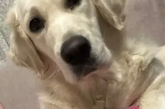 Пропала собака, ул. Мате Залки, Красноярск