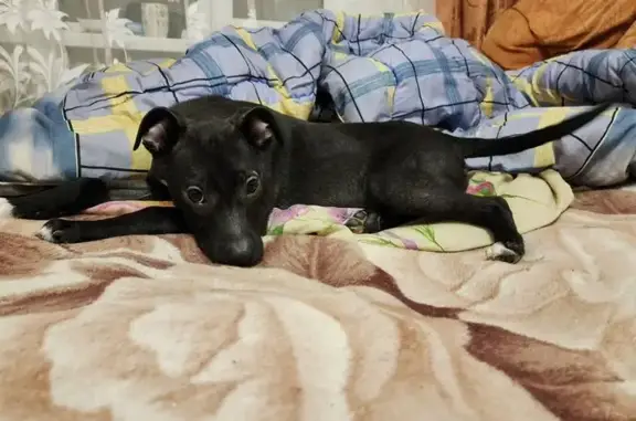 Пропала собака, ул. Строителей, Тверь