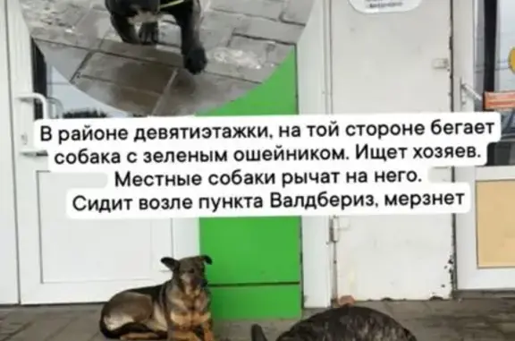 Пропала собака, Раздольная 43, Тихорецк