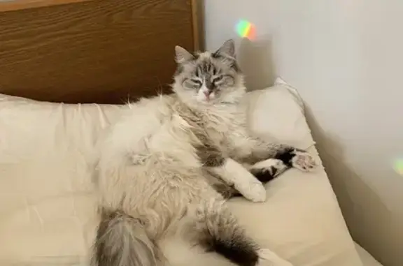 Пропала кошка, ул. Циолковского, Ставрополь