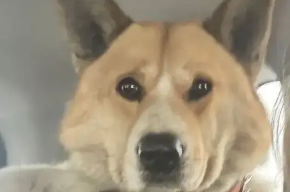 Найдена собака, Москва, фото: Собака найдена на Ярославском шоссе, Москва