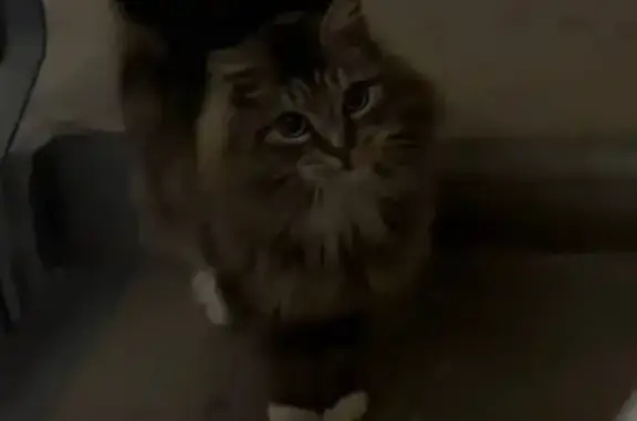 Найдена кошка, Мытищи, фото: Котик найден: Мытищи, ул. Фрунзе, 1 к1