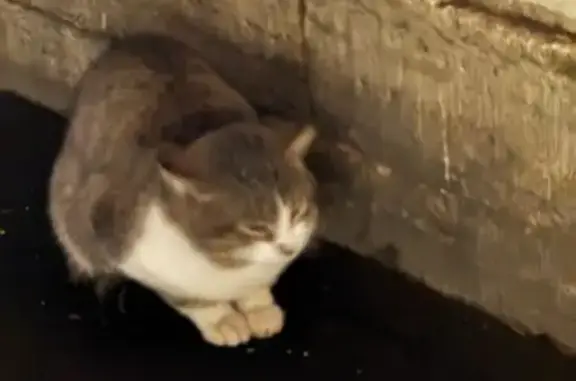 Найдена кошка, Санкт-Петербург, фото: Кошка с ошейником, Фурштатская СПб